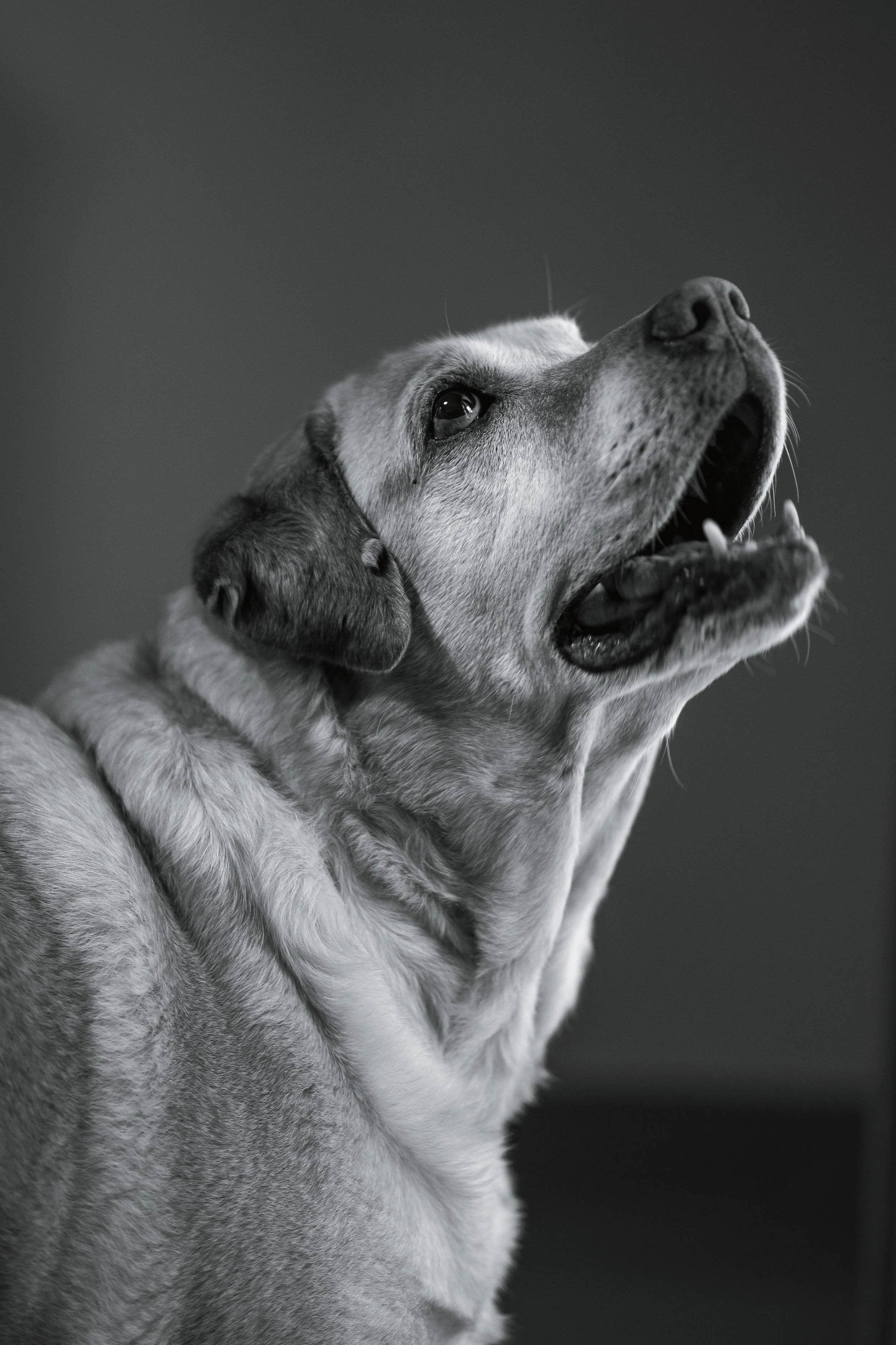Momo the labrador